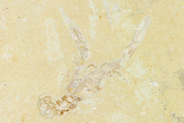 Cretaceous Lobster (Pseudostacus) Fossil - Lebanon #147061